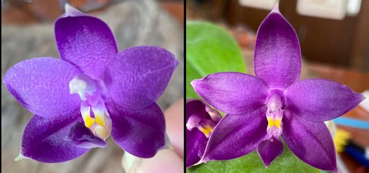 Phalaenopsis (Mainshow Blue Wave x Mainshow Sapphire)