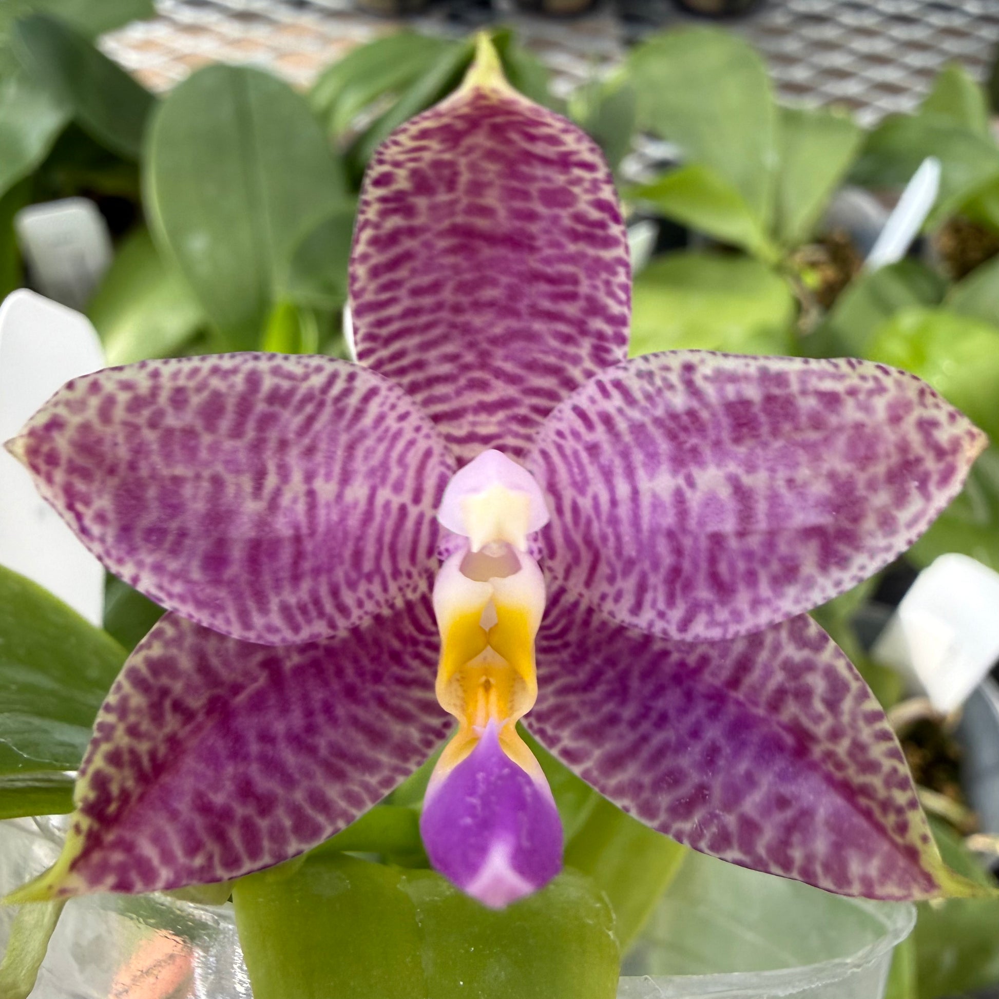 HCorchids