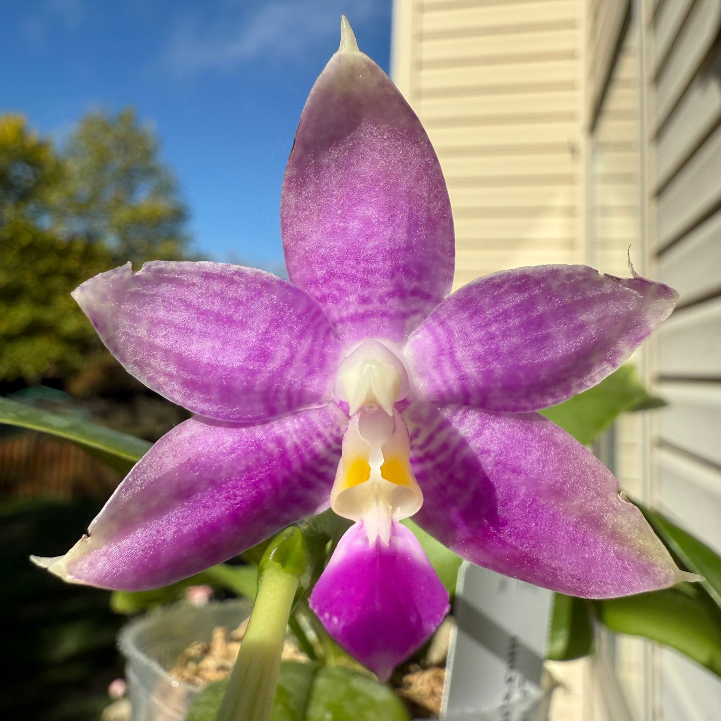 Phal. Mainshow Blue Tint x Phal. Mituo Purple Dragon