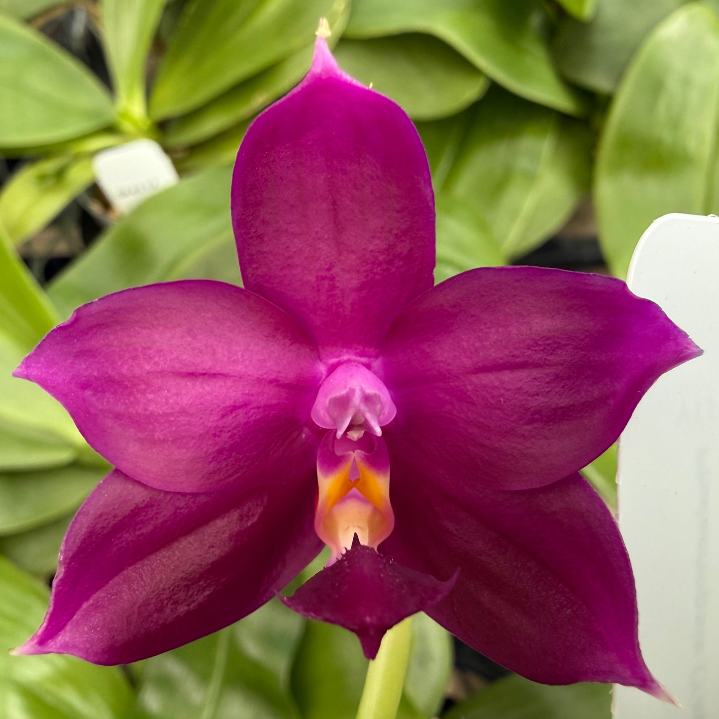 Phalaenopsis BKH 2351A