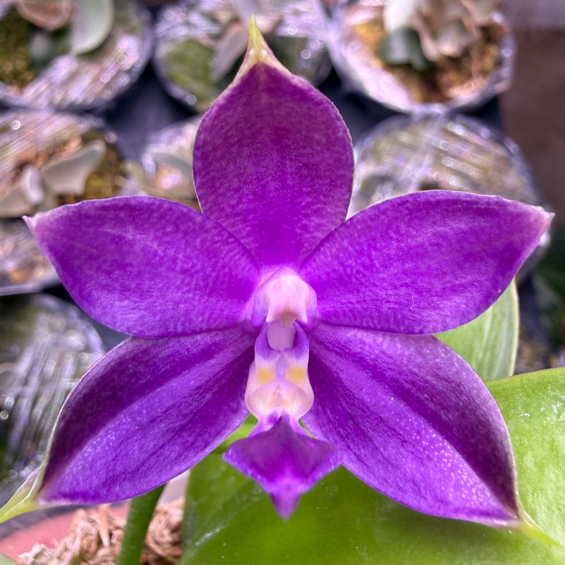 HCorchids