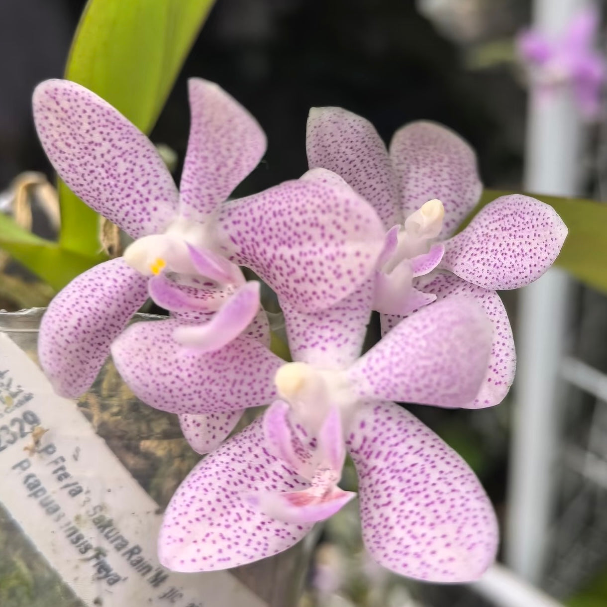 HCorchids