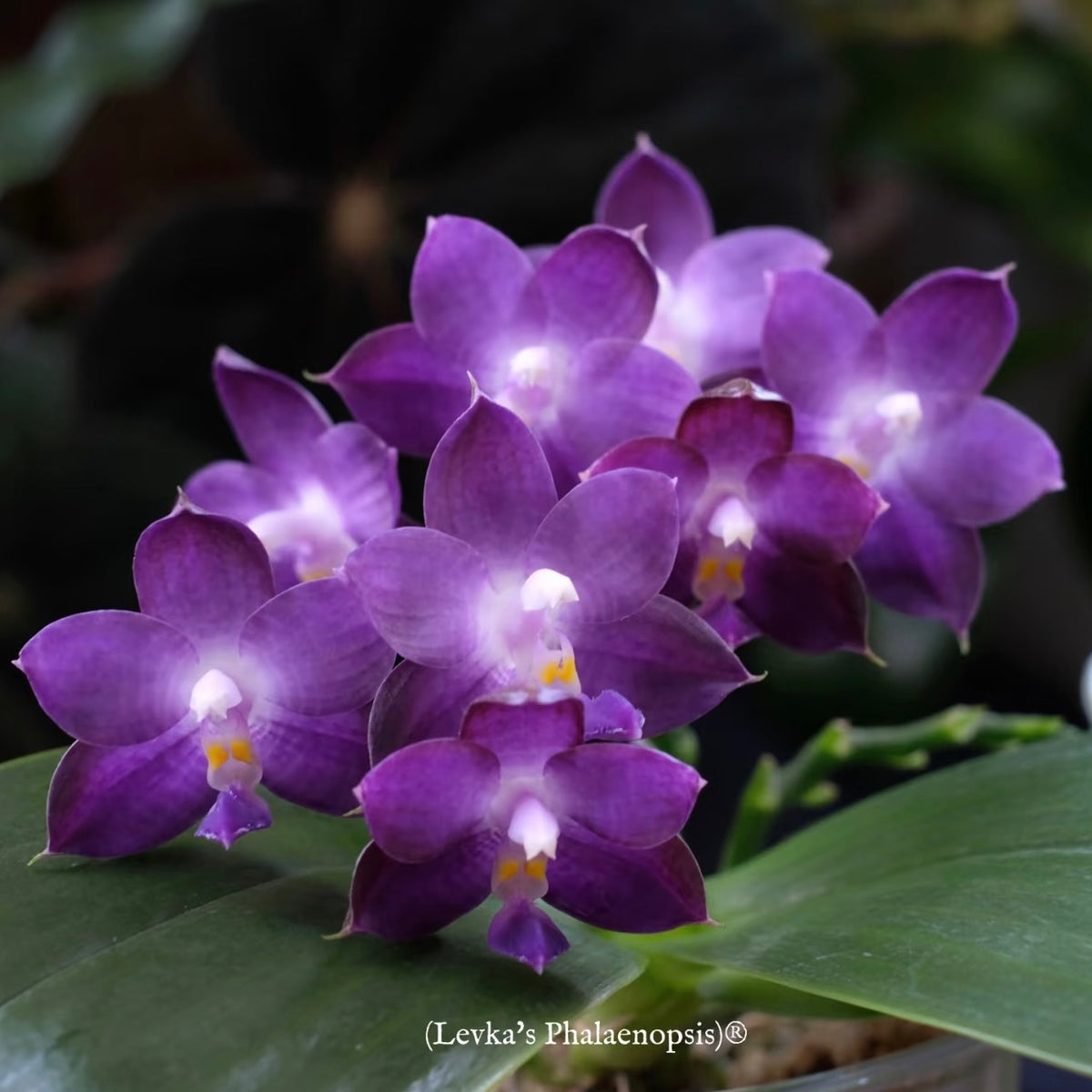 Phalaenopsis Mituo Purple Dragon ‘Blue Whale’ AM/AOS