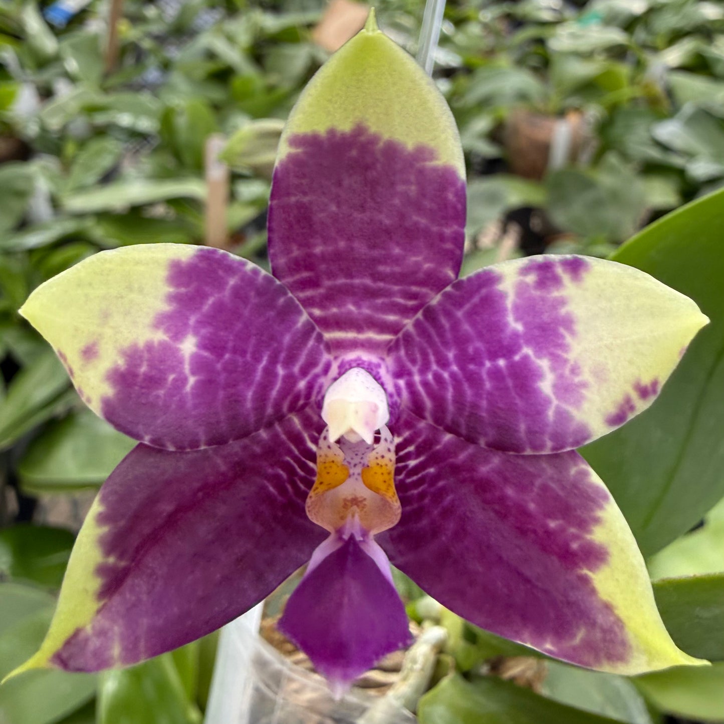 A close-up of a purple and chartreuse-yellow variegated orchid flower in bloom, with green foliage blurred in the background.
