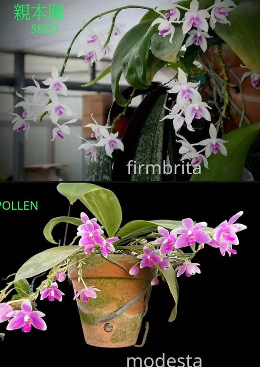 Phal. Fimode (Phal. fimbrita x Phal. modesta)