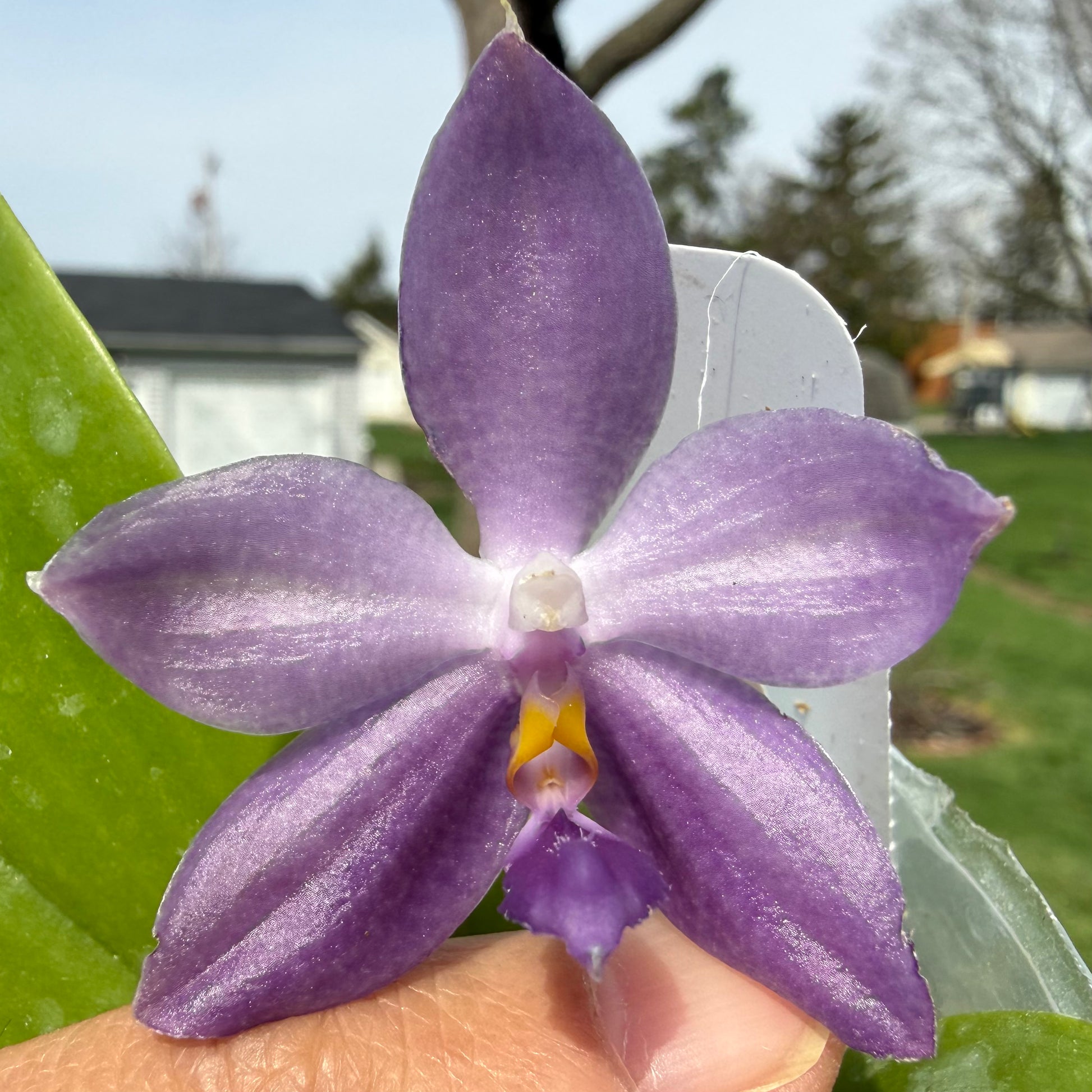 Close-up of purple orchid petal