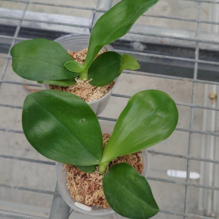 YL15 - Phal. Patti Lee ‘Lime’