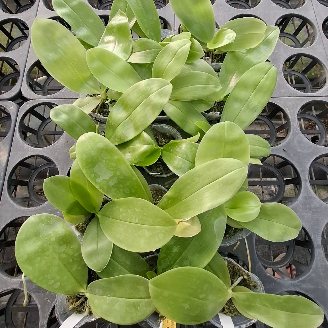 Healthy green orchid leaves in nursery pots
