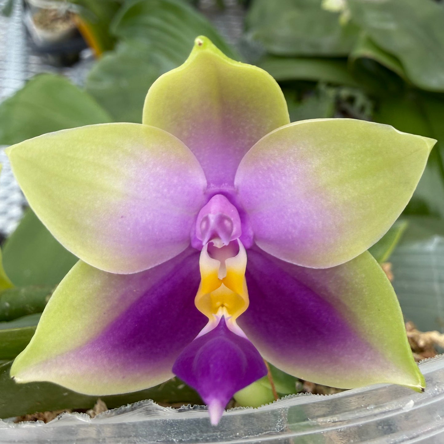 Phalaenopsis bellina coerulea x sib