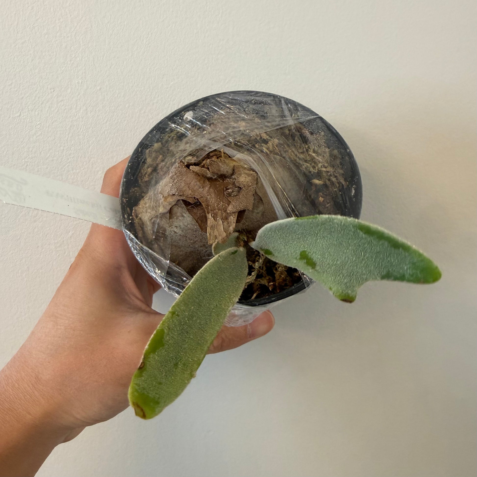 Platycerium Willinckii Celso Tatsuta - Buy Now | Rare Plant Pup