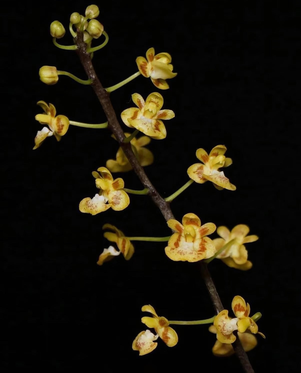 HCorchids