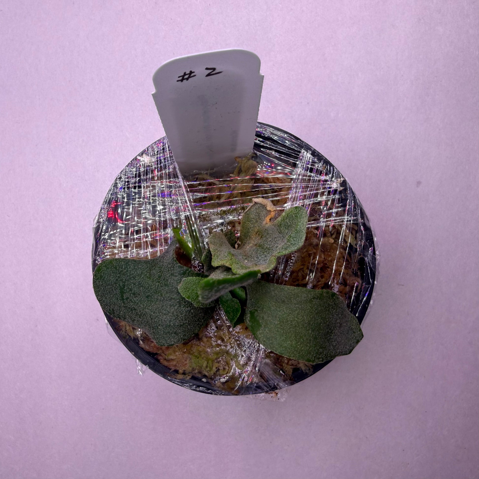 Top view of a labeled Platycerium Willinckii spore plant in early growth stage, wrapped for moisture retention in home gardening.