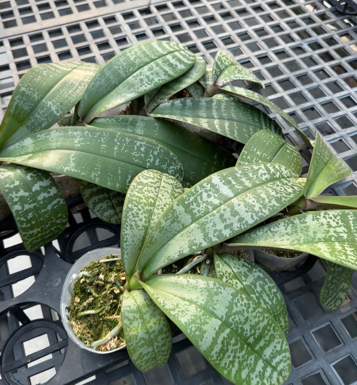 Healthy green variegated plant leaves