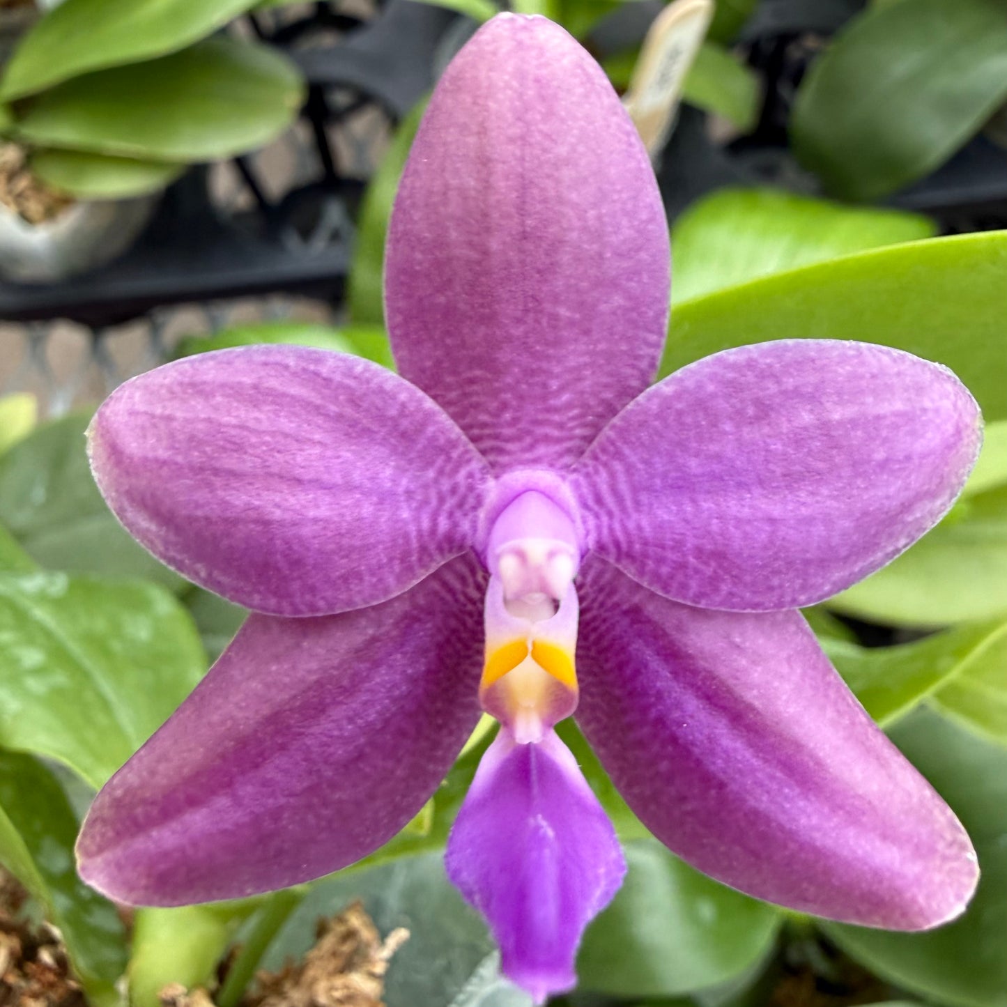 Phalaenopsis (Mituo 24 Solar Term x Freya’s Deep Blue)