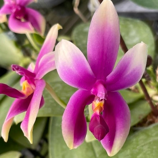 Phal. bellina red