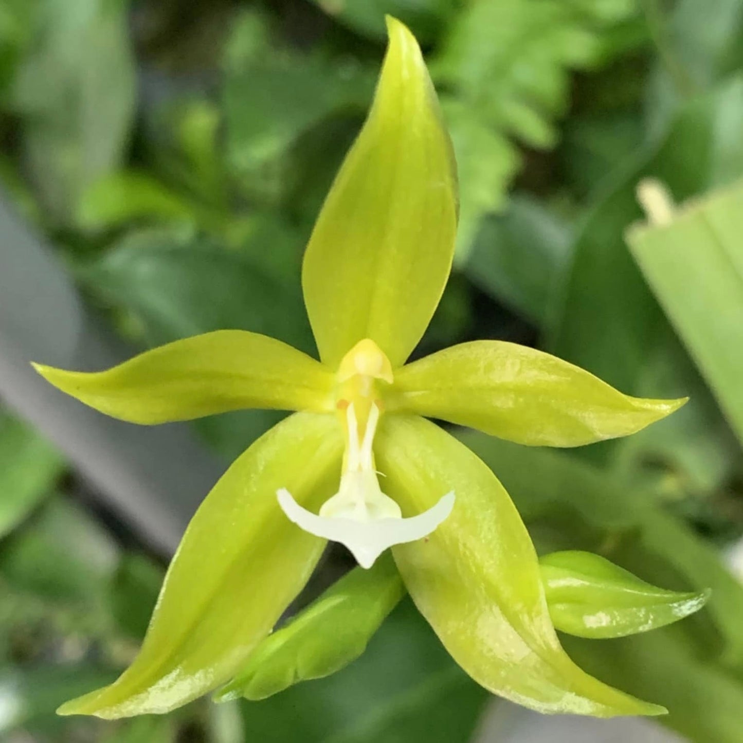 Phal. pantherina alba "YL"