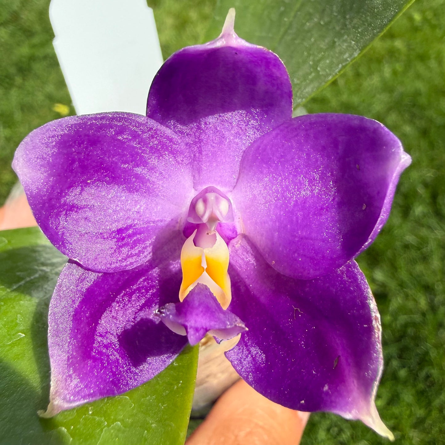 Phalaenopsis BKH2336