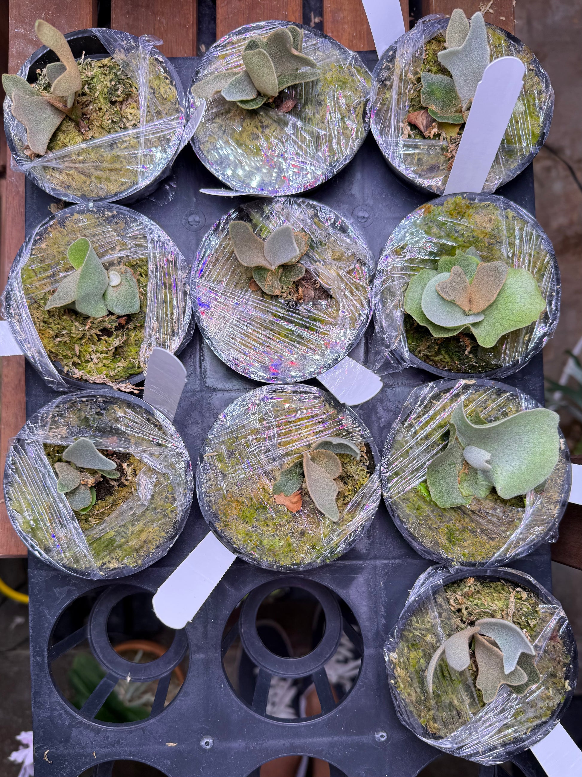 Platycerium Willinckii Mew Spore 'Dwarf Select' - Platycerium