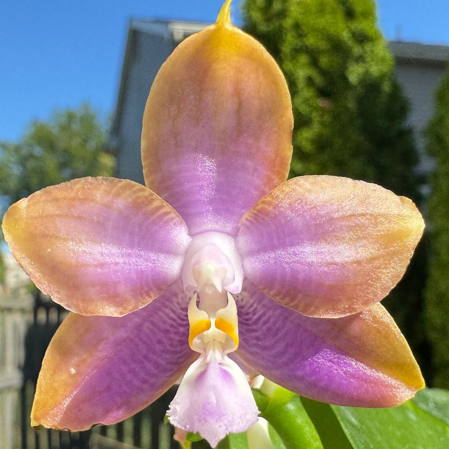 Phal. Mituo Princess ‘Blue Jewel’ X Phal. Mainshow Magic