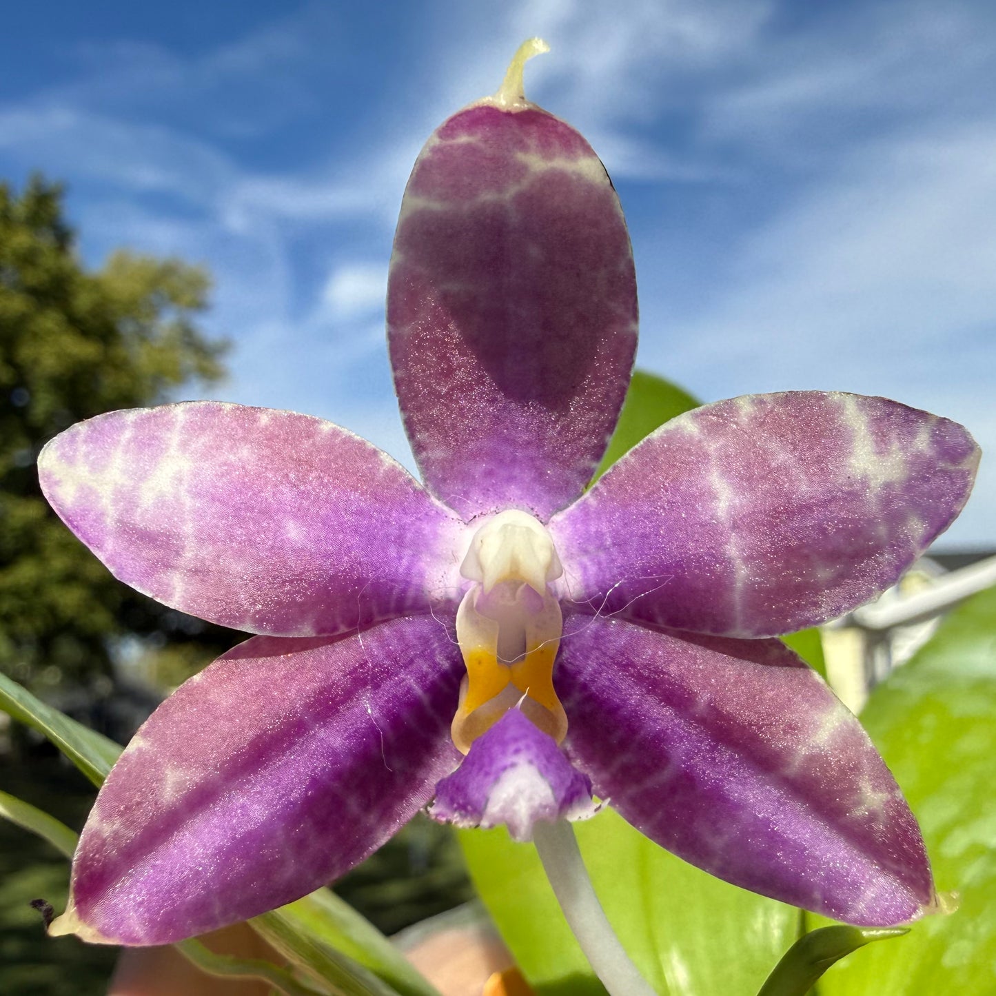 Phalaenopsis (Mainshow Sapphire x Jennifer Palomer splash) QA156