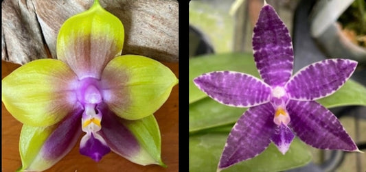 Phal. Mituo Princess 'MO-479' x Phal. Mainshow Blue Tint