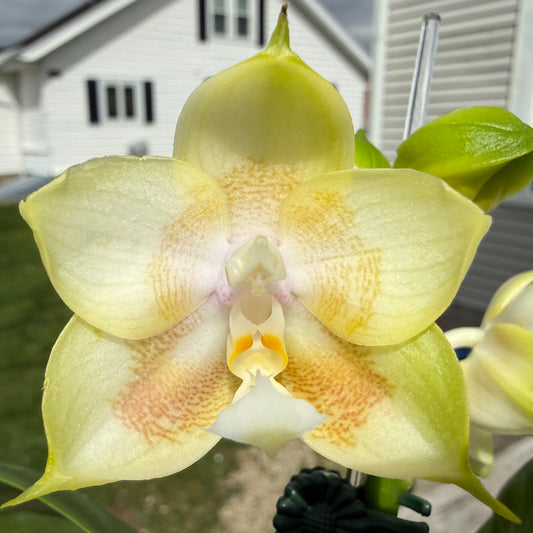 Phalaenopsis BT Royal Park