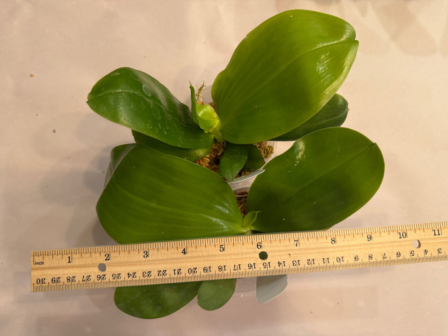 Phalaenopsis (bellina x javanica)