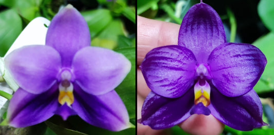 (P.Penang Jewel x (P.Yaphon Super Jaguar x Samera)) X P.Yaphon Blue Bird