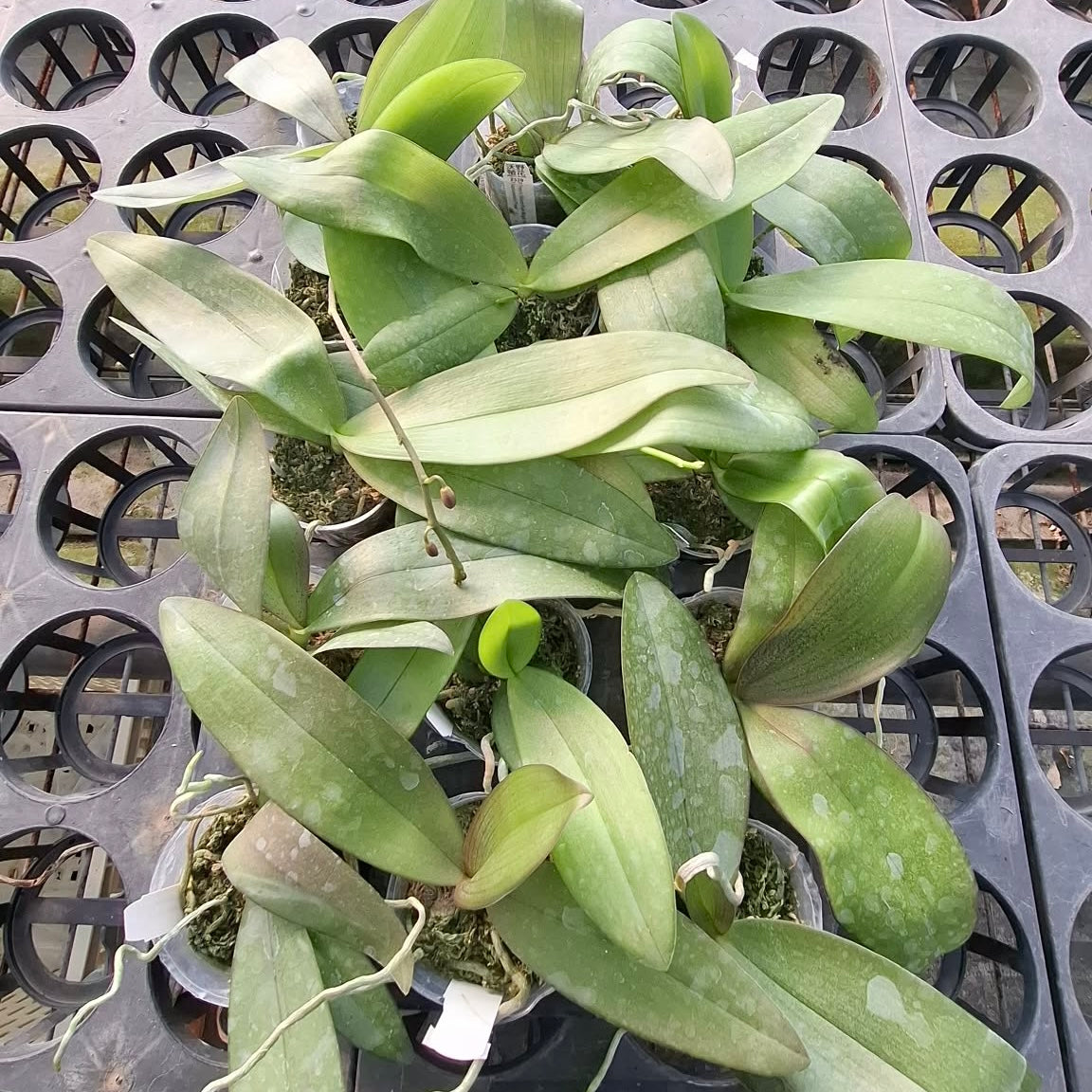 Green orchid plant with broad leaves in pot
