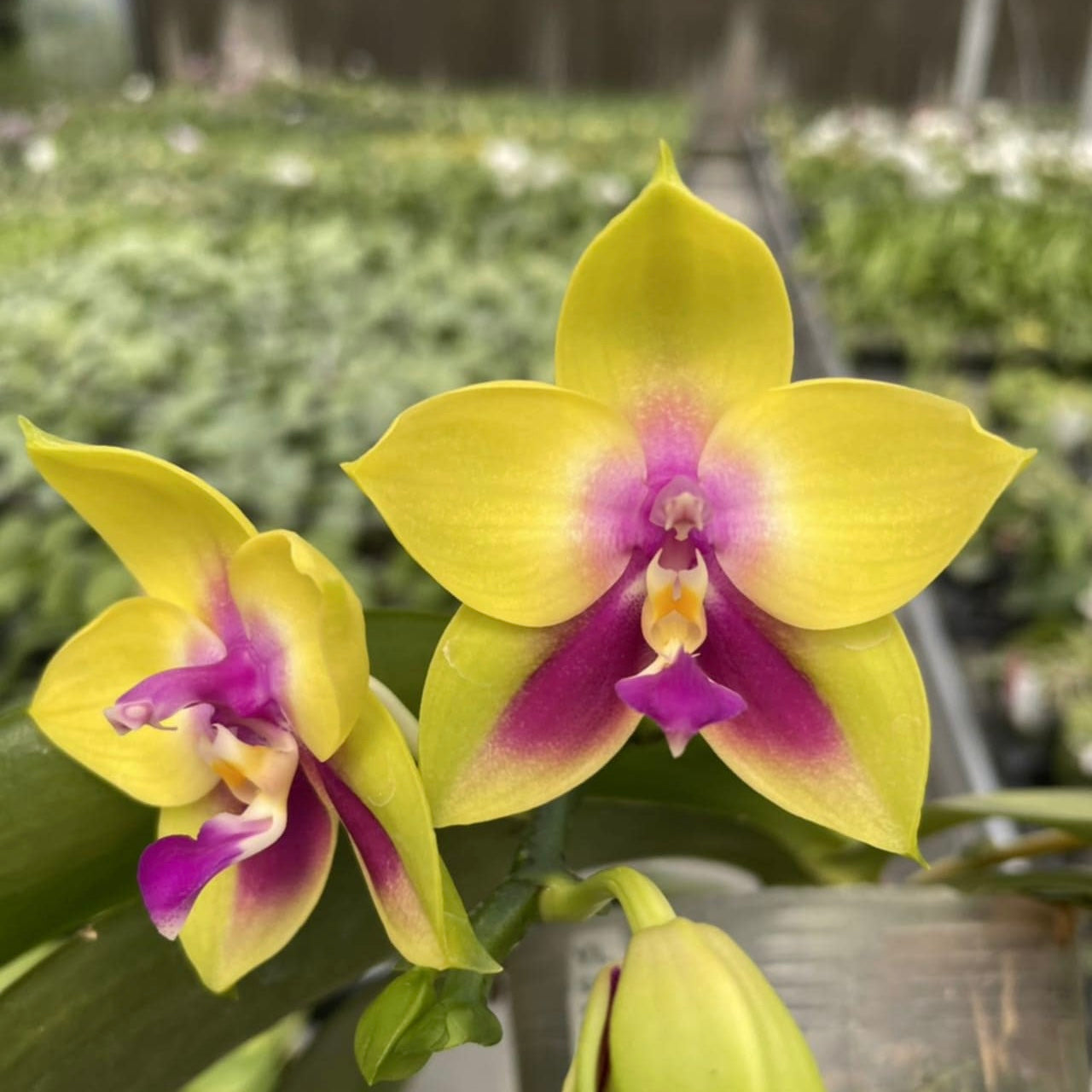 Phalaenopsis LD’s Bear Queen