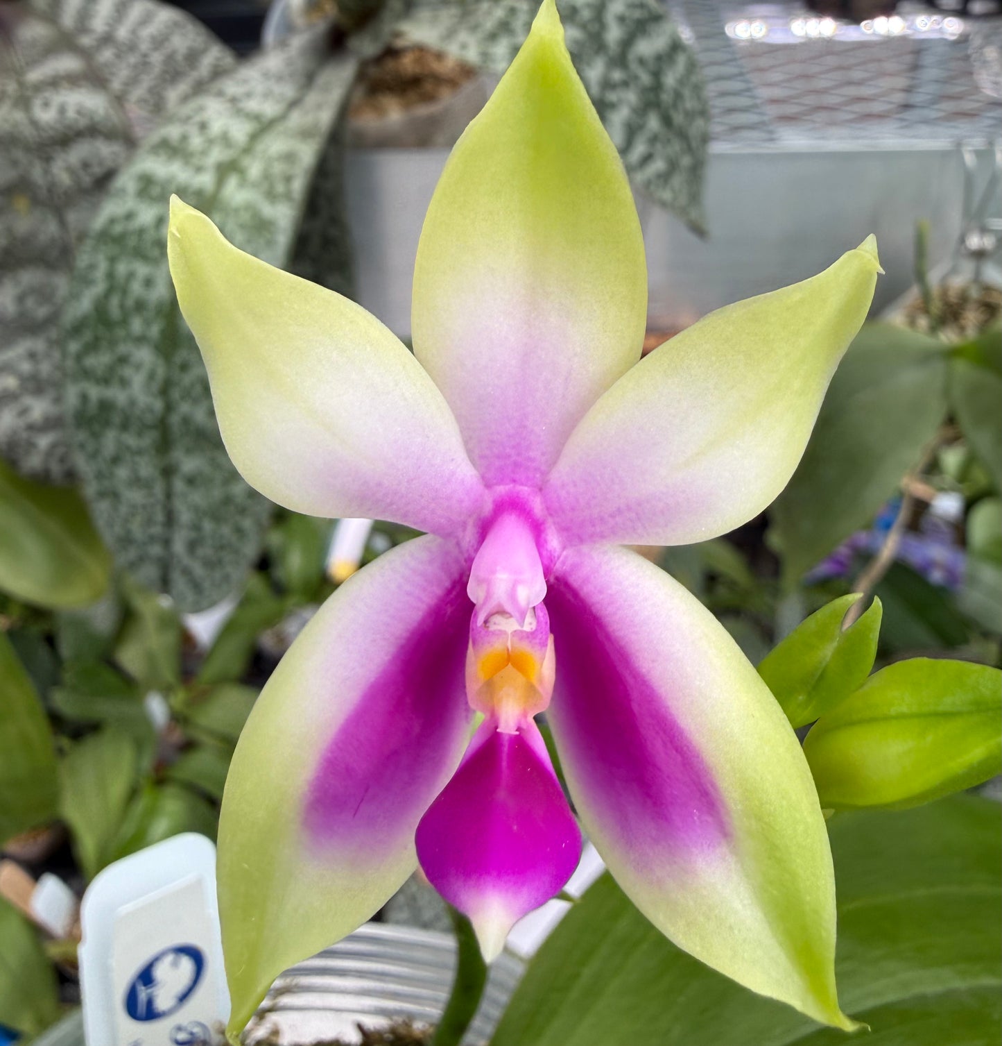 Phalaenopsis bellina Fire Type Select