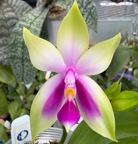Phalaenopsis bellina Fire Type Select