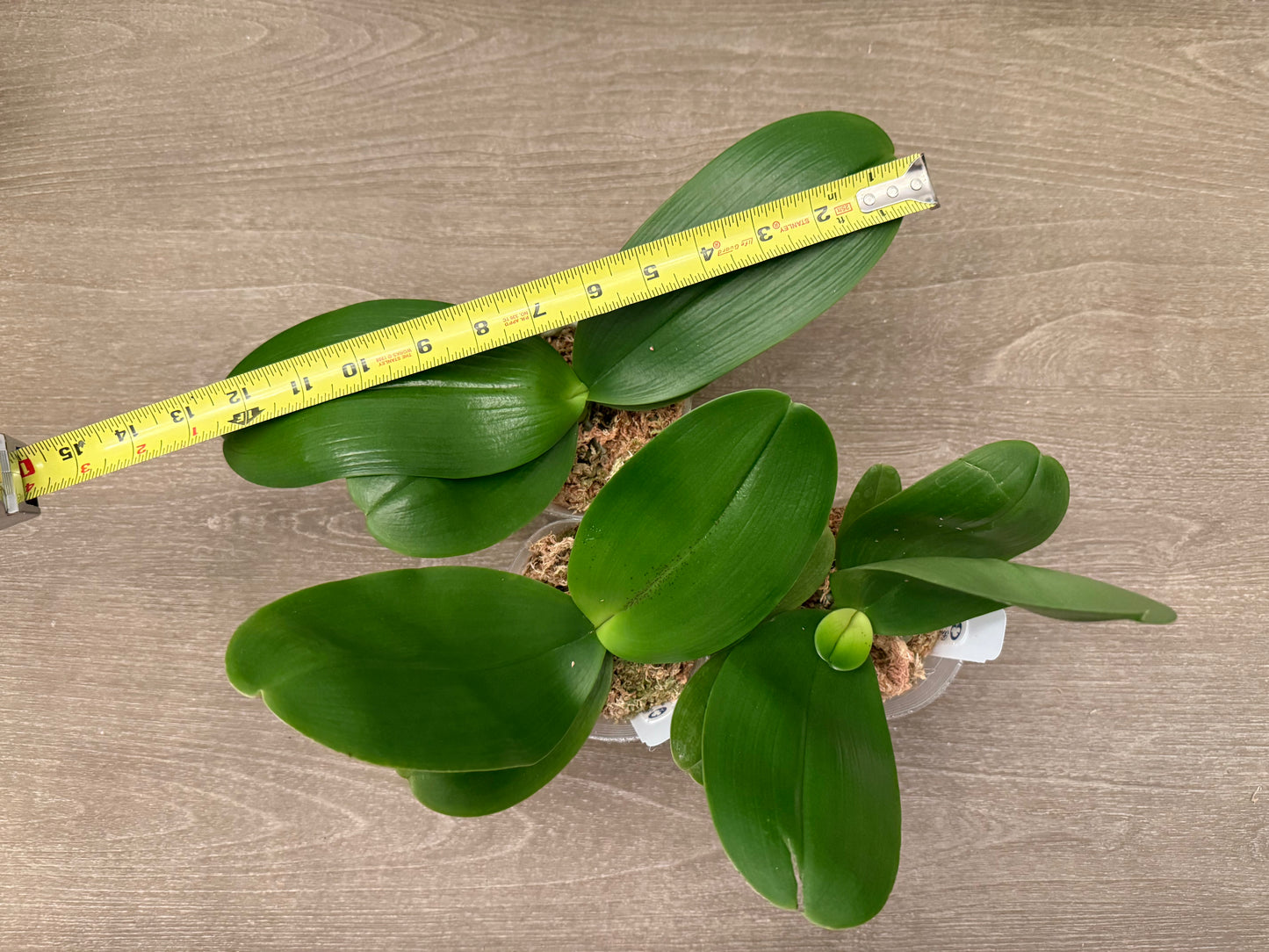 Phalaenopsis Miro Gold Mosla ‘Top Song’