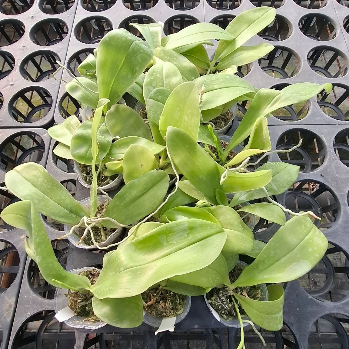 Green orchid plant with broad leaves in nursery pots
