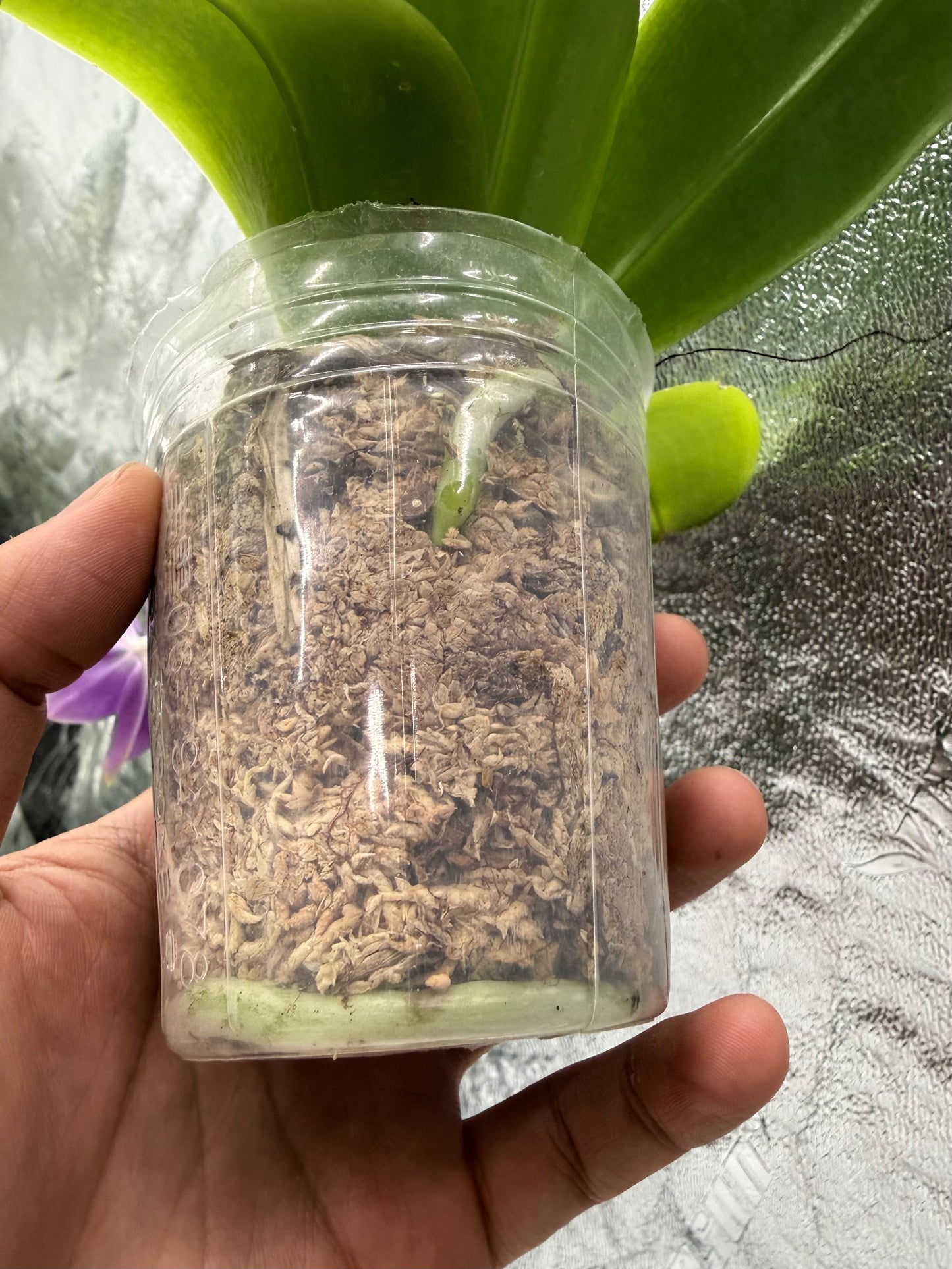 Phalaenopsis BKH2301