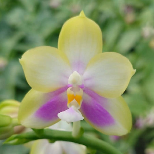 Phalaenopsis Sonny Corkern