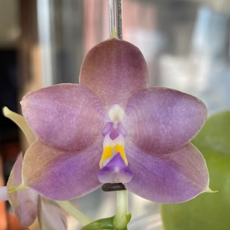 Phal. Freya’s Blue Hope