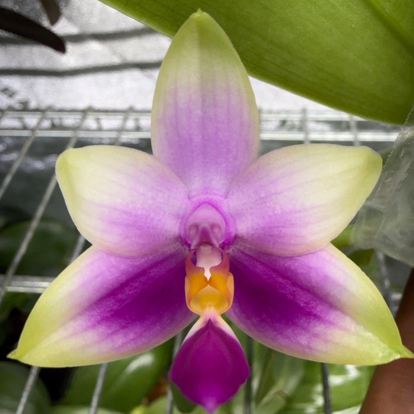 Phalaenopsis BKH2364