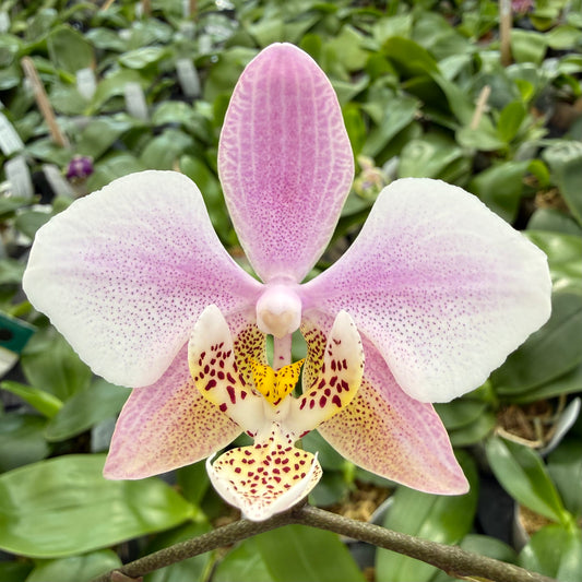 Phalaenopsis (stuartiana var. nobillis x schilleriana ‘M606’)
