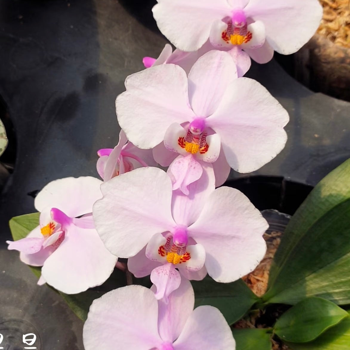 BTS66 - Phal. schilleriana ‘Sliver Fox’ x Phal. schilleriana ‘Sliver Dragon’