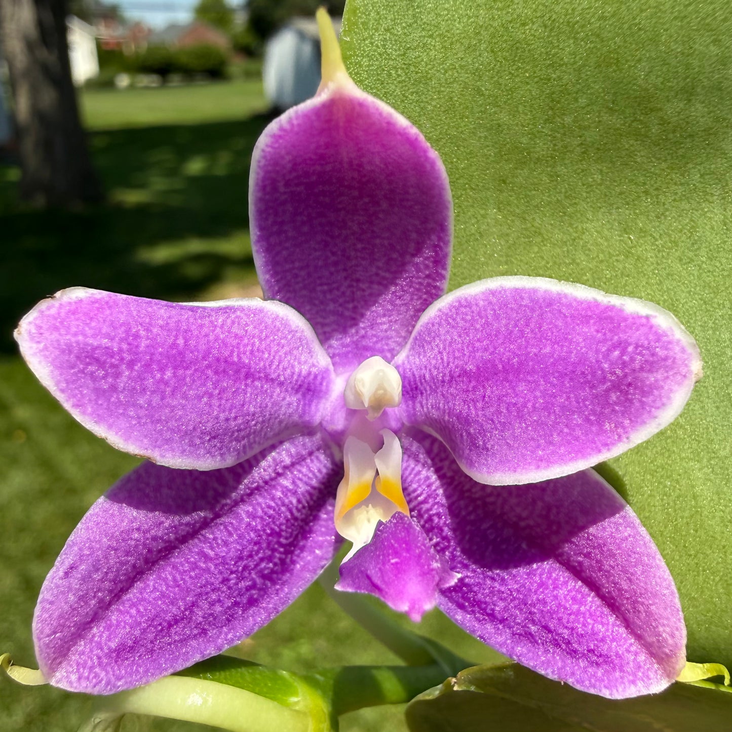 Phalaenopsis (Mainshow Blue Elf x Norman’s Blue Jennifer)
