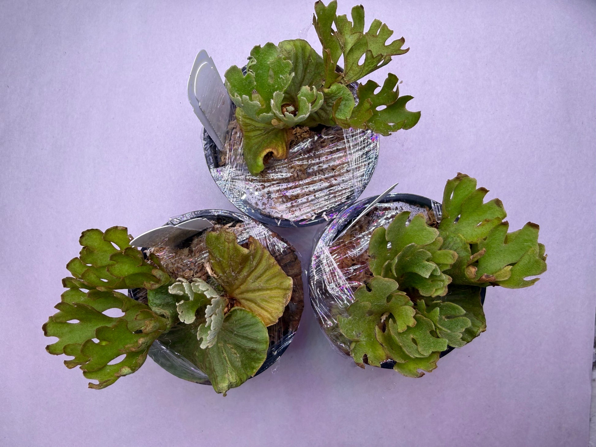 Platycerium Ridleyi Dwarf Plant | Rare, Collectible – HCorchids