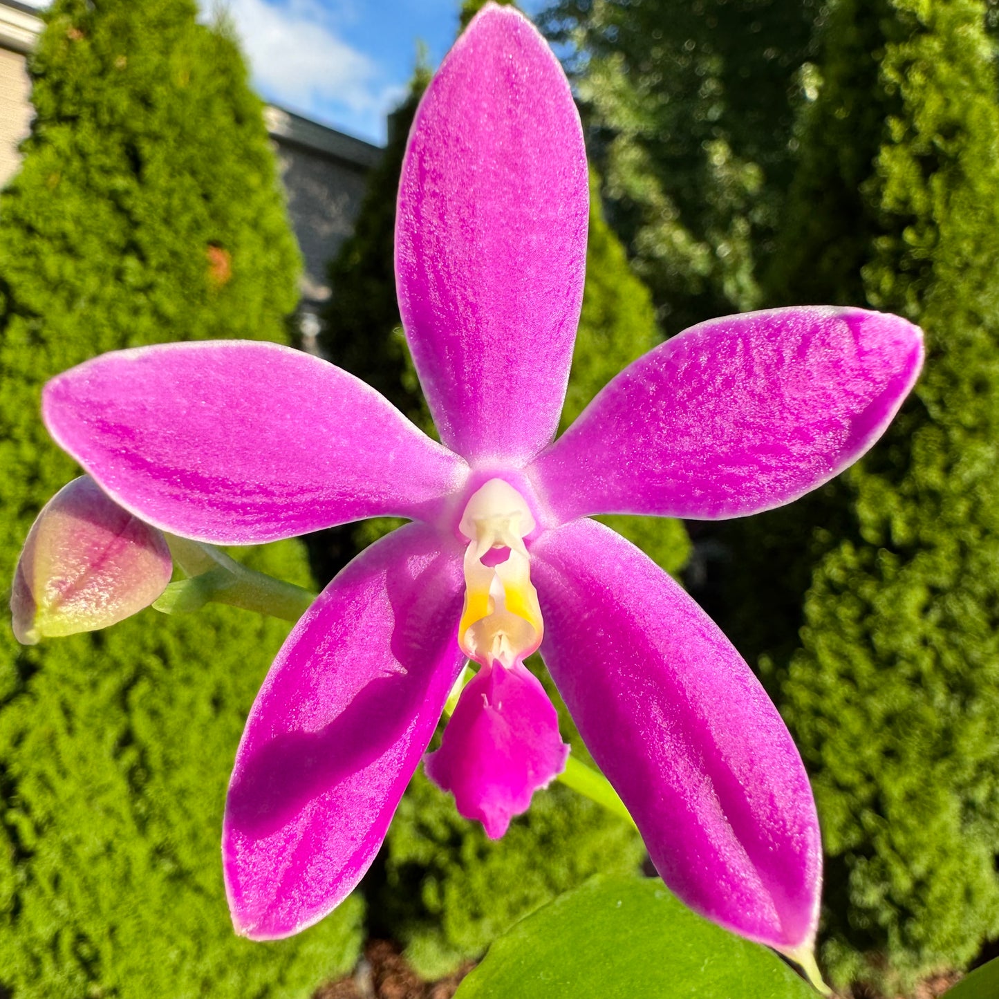 Phal. Vinh Long Red Sun "Sapphire" x P. Yaphon Blue Jewel "Blue Jade"