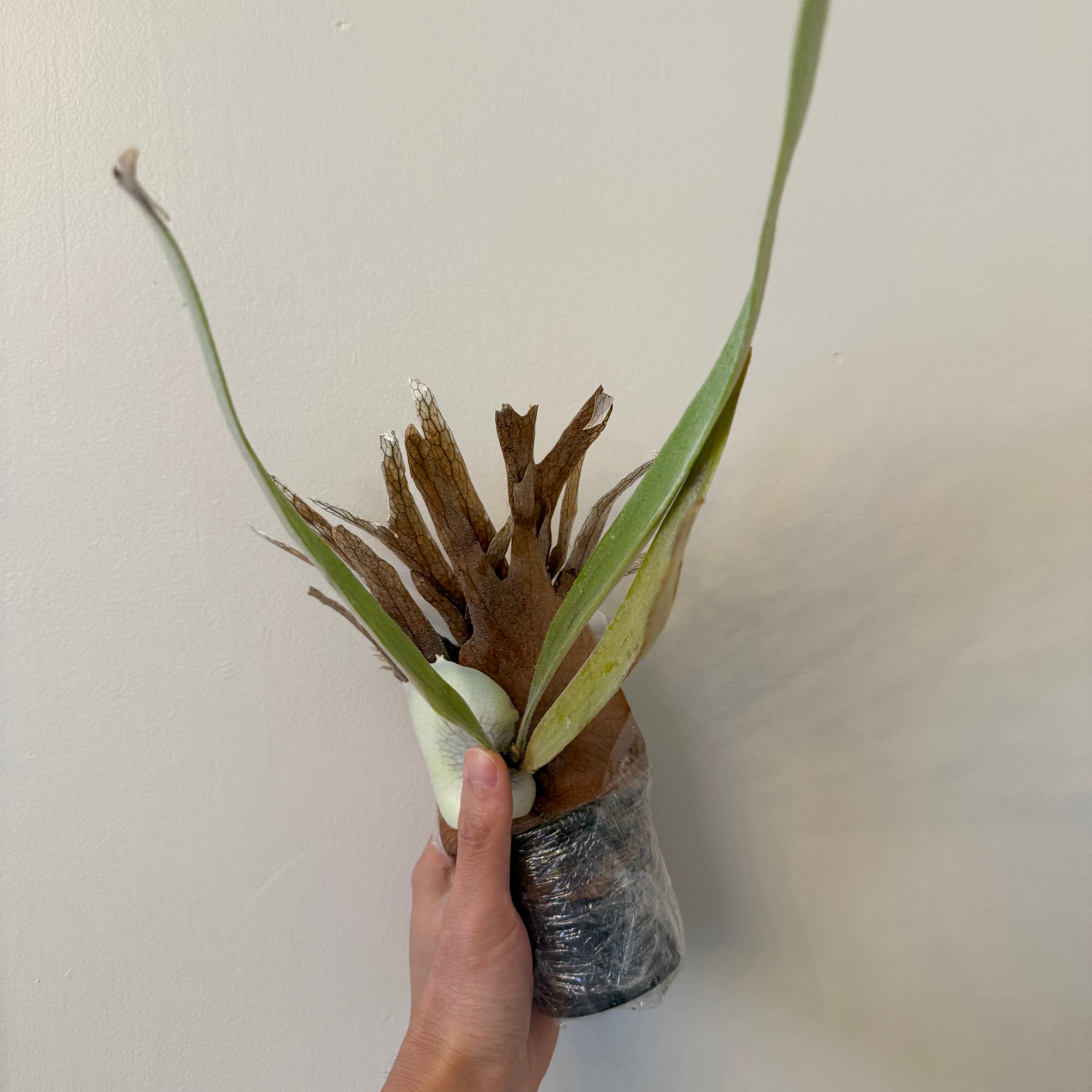 Platycerium Willinckii Bogor x Lemoinei Spores - Semi Mature Plant