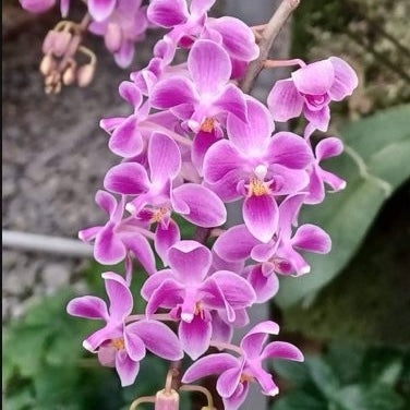 Phal. Silbergrube ‘Pink Party’