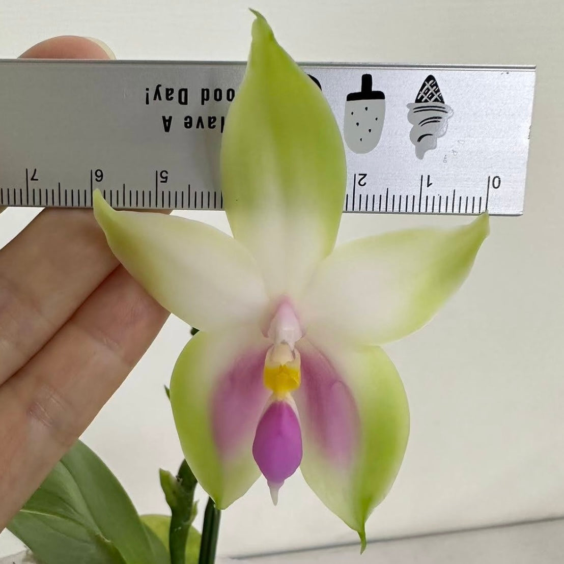 HCorchids