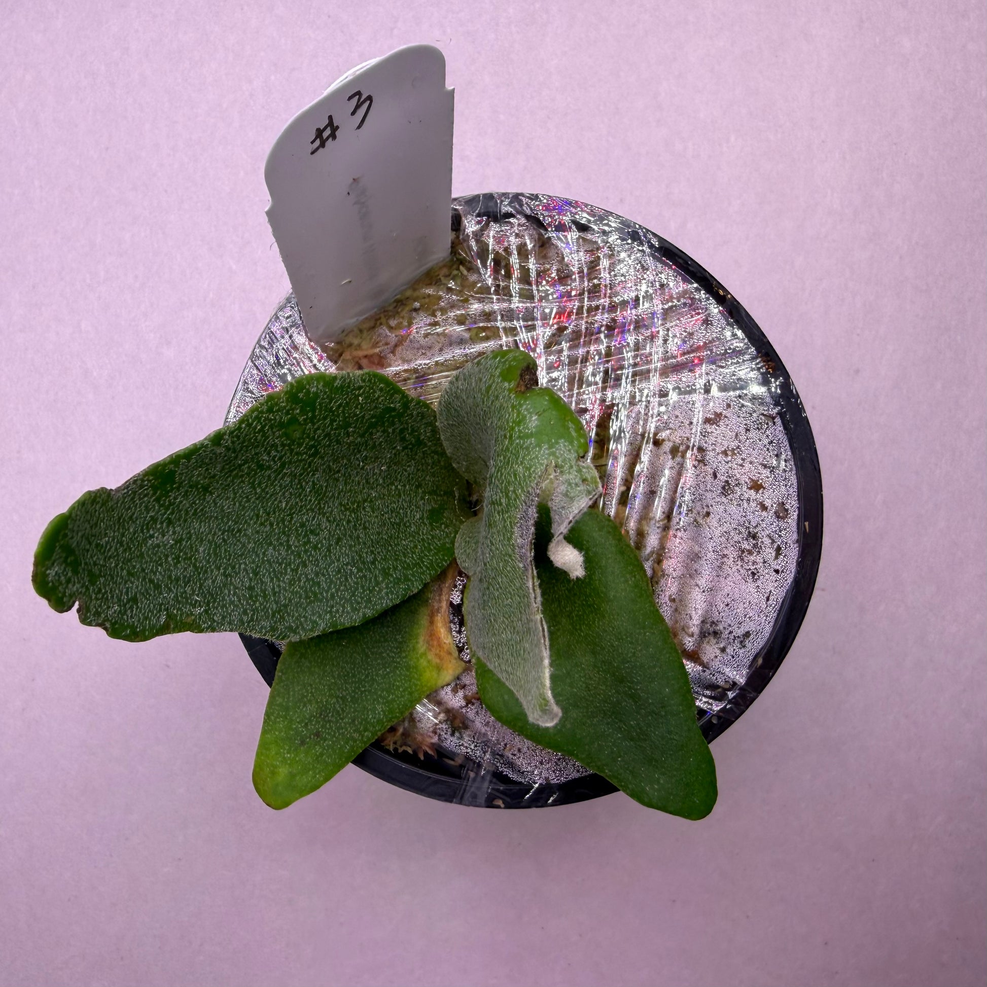 Platycerium Willinckii spore plant labeled #3 in a starter pot, showing early shield and fertile frond development for plant enthusiasts.