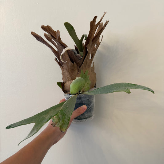 Platycerium Willinckii Dwarf Tatsuta x Lemoinei spore