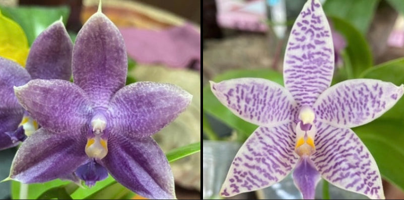 Phal. Mainshow Blue Elf #2 x Phal. KS Blue Ludde