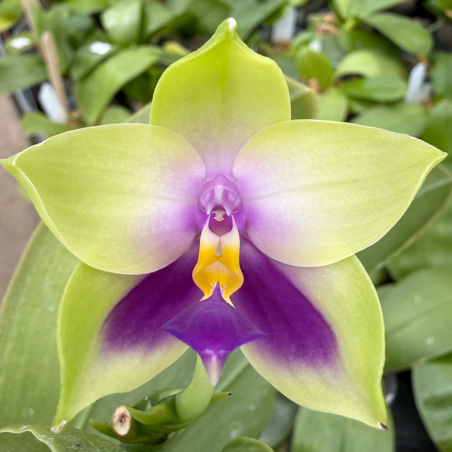 Phalaenopsis bellina coerulea x sib